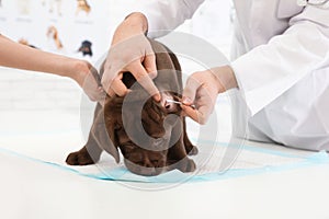 Professional veterinarian cleaning puppy`s ears