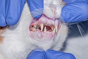 Professional veterinarian examining cat`s teeth in clinic. The cat has diseased teeth