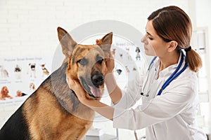 Professional veterinarian examining dog`s ears