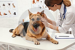 Professional veterinarian examining dog`s ears