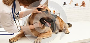 Professional veterinarian examining dog`s eyes in clinic. Banner design