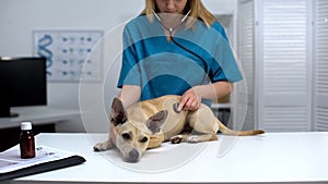 Professional veterinarian examining dog with stethoscope, animal clinic checkup