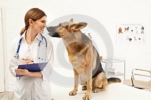 Professional veterinarian examining German Shepherd dog