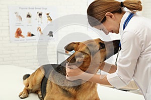 Professional veterinarian examining German Shepherd dog