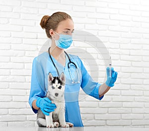 Professional veterinarian and little husky puppy