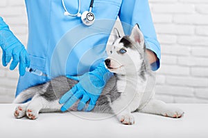 Professional veterinarian and little husky puppy