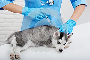 Professional veterinarian and little husky puppy