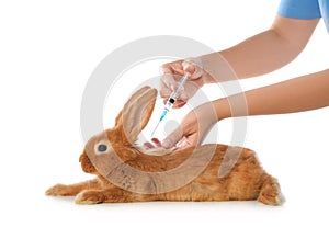 Professional veterinarian vaccinating bunny on background, closeup