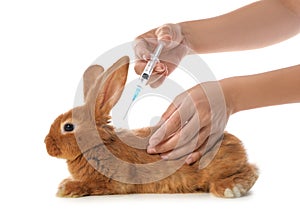 Professional veterinarian vaccinating bunny on background, closeup