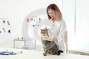 Professional veterinarian vaccinating cute cat