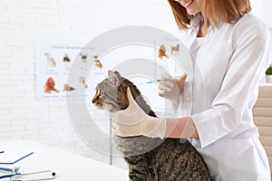 Professional veterinarian vaccinating cute cat
