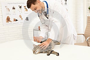 Professional veterinarian vaccinating cute cat
