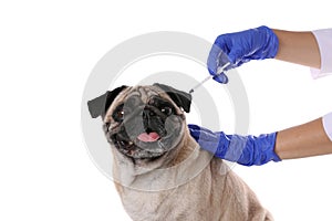 Professional veterinarian vaccinating cute pug dog on background, closeup