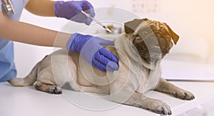 Professional veterinarian vaccinating cute pug dog in clinic, closeup. Banner design