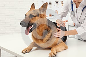 Professional veterinarian vaccinating German Shepherd dog