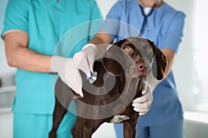 Professional veterinarians examining dog in clinic