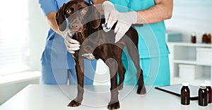 Professional veterinarians examining dog in clinic, closeup. Banner design