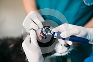 Professional veterinarians examining dogs ears