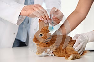 Professional veterinarians vaccinating bunny in clinic