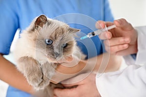 Professional veterinarians vaccinating cat in clinic