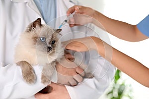 Professional veterinarians vaccinating cat in clinic