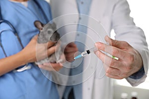 Professional veterinarians vaccinating chinchilla in clinic