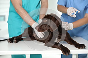 Professional veterinarians vaccinating dog in clinic