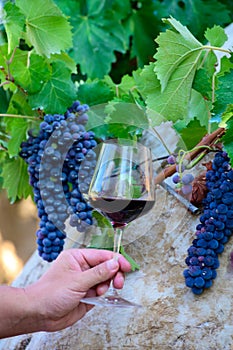 Professional wine tasting on winery, glass with dry red wine and ripe grapevine on vineyards in Lazio, Italy