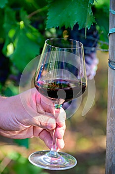 Professional wine tasting on winery, glass with dry red wine and ripe grapevine on vineyards in Lazio, Italy