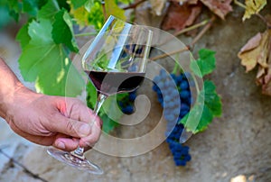 Professional wine tasting on winery, glass with dry red wine and ripe grapevine on vineyards in Lazio, Italy