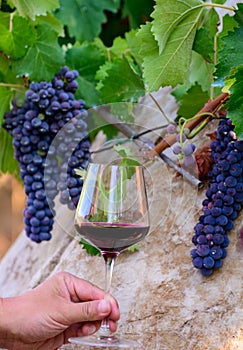 Professional wine tasting on winery, glass with dry red wine and ripe grapevine on vineyards in Lazio, Italy