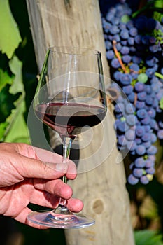 Professional wine tasting on winery, glass with dry red wine and ripe grapevine on vineyards in Lazio, Italy