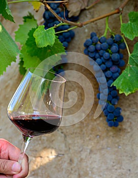 Professional wine tasting on winery, glass with dry red wine and ripe grapevine on vineyards in Lazio, Italy