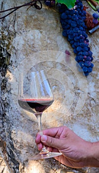 Professional wine tasting on winery, glass with dry red wine and ripe grapevine on vineyards in Lazio, Italy