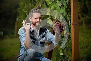 professional winegrower on grape farm. man harvester on quality summer harvest. ok.