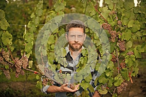 professional winegrower on grape farm. man harvester on summer harvest. enologist