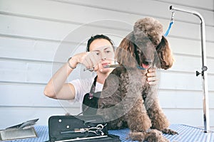 Professional woman animal groomer cutting hairs on cute brown poodle dog in pet care salon or in clients home