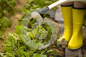 A professional woman gardener with a watering can is irrigating her lawn and flowers.