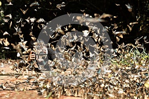 Professional woman photographer taking butterfly in the green jungle rain forest nature