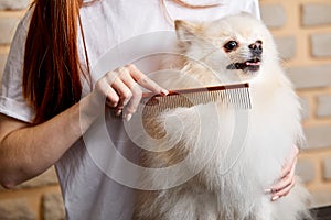 professional young groomer combing little pet dog pomeranian spitz