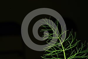 Proffesional Studio Macro close up photograph of Dill plant photo