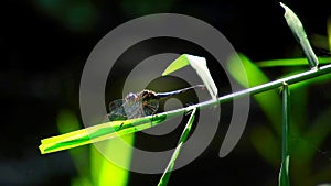 The profil of a black dragonfly on a branch