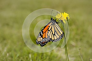 Profil close-up of a monarch butterfly photo