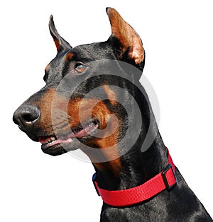 Profil of Doberman