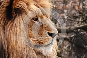 Profil face lion in autunm colour photo