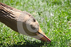 Profil of a gray goose