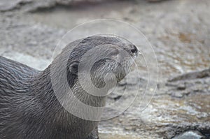 Profile of an Adorable Wet River Otter