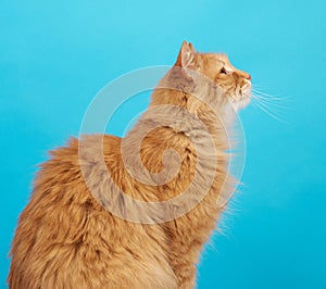 Profile of an adult ginger fluffy cat with a large mustache on a blue background