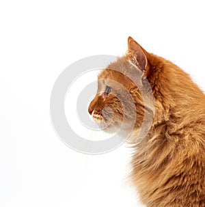 Profile of an adult ginger fluffy cat with a large mustache on a white background