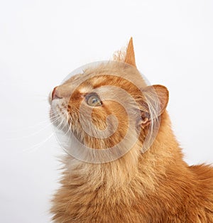 Profile of an adult ginger fluffy cat with a large mustache on a white background